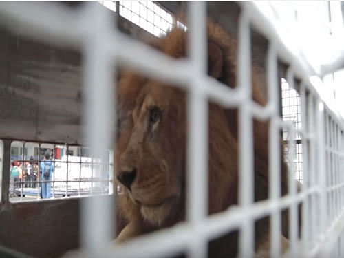 33 lions, 24 from circuses in Peru and nine from Colombia, rescued by US-based group Animal Defenders International (ADI) returned to their homeland after both South American countries banned the use of wild animals in circuses. Screen grab.