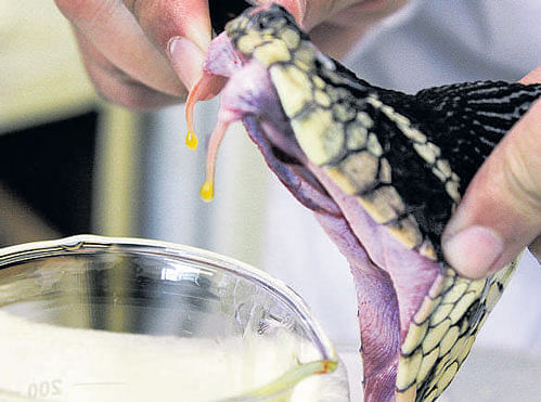 The snakes produce only small amounts with each bite and are hard to raise in captivity.