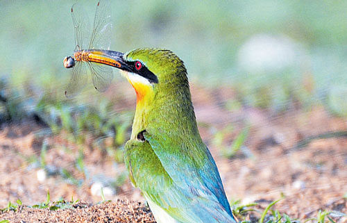 don't disturb Blue-tailed bee-eater in Naguvanahalli, Mandya. PHOTO BY author