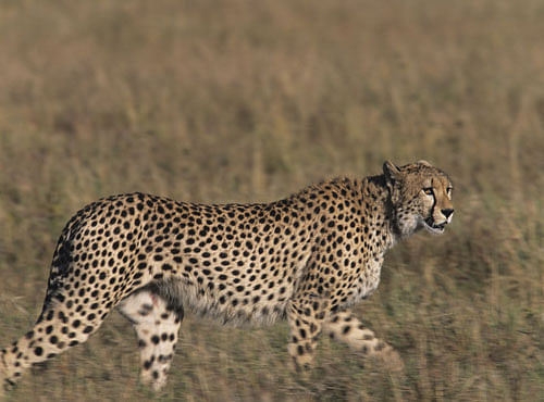 In the early 1900s it was believed that around 100,000 cheetahs roamed the Earth. The most recent estimate by the International Union for Conservation of Nature (IUCN) puts the figure at 6,600 - mainly in eastern and southern Africa. DH file photo