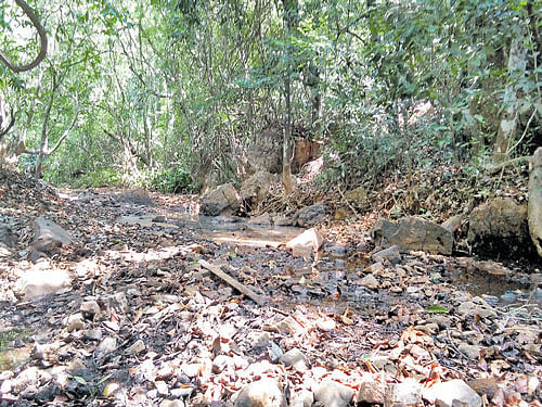 A dried-up stream in the forest near Agumbe in Thirthahalli taluk, Shivamogga district. dh photo