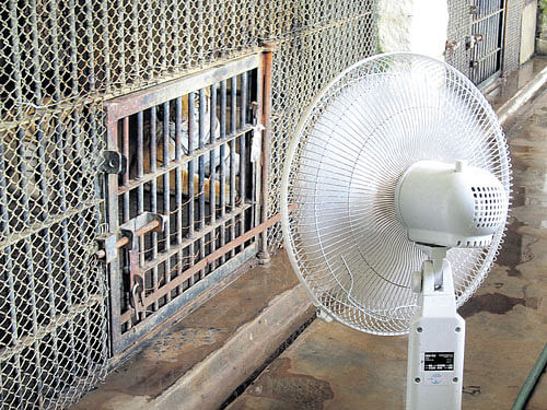 Zookeepers are using fans to help tiger beat the heat in Pilikula Biological Park.