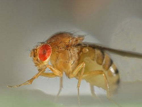 In the past, the authors had also tested whether or not the courtship behaviour of these fruit flies had become different between the populations. Image courtesy Twitter.
