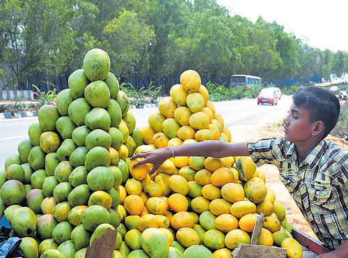 The aim is to help those working in tech parks to purchase mangoes directly from farmers, said KSMDMCL Chairperson  Kamalakshi Rajanna. Talks are on with companies to finalise the venue and timings for setting up the retail outlets.