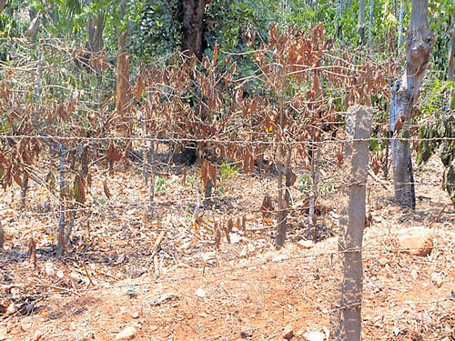 The coffee plants at Kemmannugundi near Tarikere have dried due to lack of water. DH photo