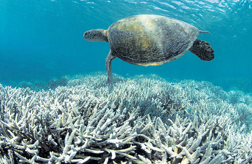 Climate-related: An undated handout photo of a turtle swimming over bleached coral near Heron Island, in the southern Great Barrier Reef. Photo courtesy: XL Catlin Seaview Survey/NYT
