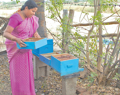 Multifaceted: Nagaveni, a farmer in Hiriyur taluk, has successfully taken up  beekeeping as a supplementary activity. PHOTO BY author