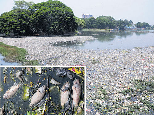 Sewage water and rampant fishing are suspected to have killed hundreds of fish in Ulsoor lake in the city on Monday morning. DH photo