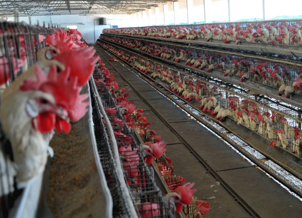 Poultry demand dips as people wary of bird flu