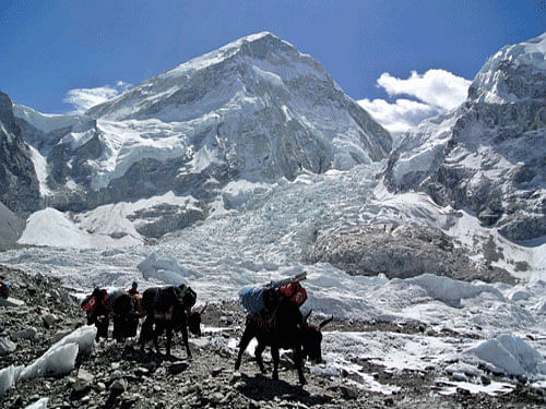 The total number of trips to the Base Camp topped 40,000 in 2015 and an average of 550 trips were made every day during the busy season, state-run Xinhua news agency reported. Reuters File Photo.