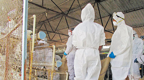 The culling of chickens infected with H5N1 virus began at a private farm near Molkera village in Humnabad taluk, Bidar district, on Tuesday. DH Photo
