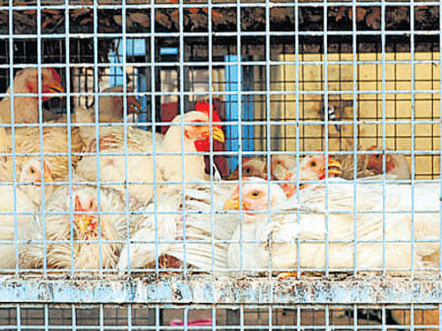 Though there is no fear, the move to stop feeding poultry to animals is a precautionary measure, ZAK chairperson Rehana Banu has said. DH file photo