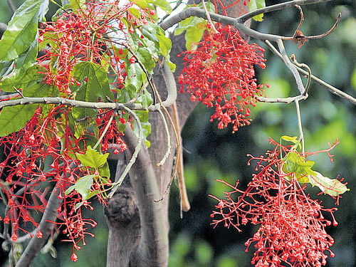 Illawarra Flame tree's bell-shaped flowers are a cynosure  of all eyes in the city. DH photo