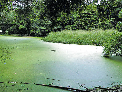 Green algae cover one of the ponds in Cubbon Park. Two  private firms have come forward to revive the three ponds in the park. But the Horticulture department is sitting on the proposal. dh file photo