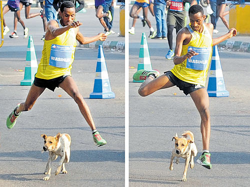 EVERY&#8200;DOG&#8200;HAS&#8200;ITS&#8200;DAY: Men's elite runner Mule Wahihun from Ethiopia at TCS world 10K run is chased by a stray dog in Bengaluru on Sunday. DH PHOTO/Kishor Kumar Bolar