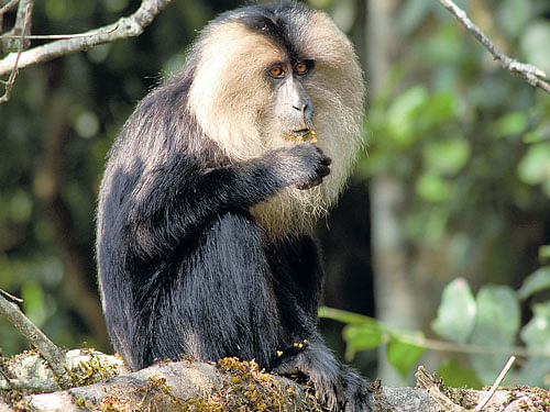 beneficial Lion-tailed macaques are seed dispersers and aid in maintaining forest ecology. photo courtesy: K Santhosh