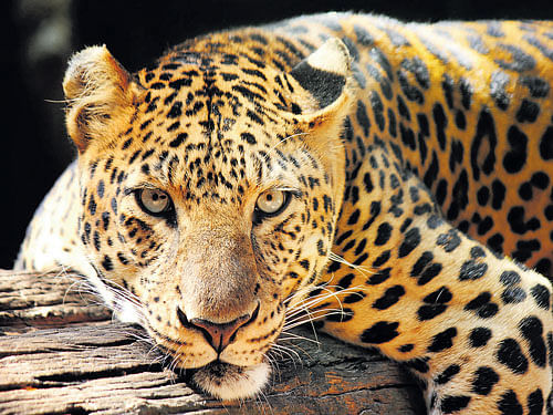 imperilled Leopards have been threatened primarily by human activities,  including the destruction of habitat, revenge killings and illegal trade.