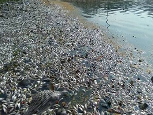 Scores of dead fish can still be seen floating in the lake, opposite the apartments. Image courtesy Twitter.