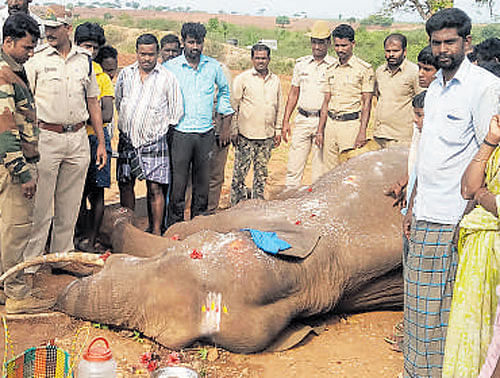 The elephant which was electrocuted at Hadanuru in HD Kote taluk, on Thursday.