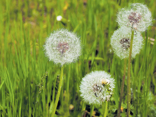 strong Common dandelions are born of a tenacious breed of plant.