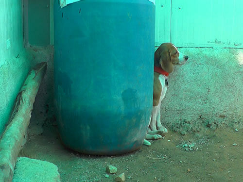 These beagles have spent all their life in cages. Some of them were used for breeding while the rest were just kept caged when the lab was waiting for official approvals. They have had no exposure to the outside world nor had any semblance of a normal life. The very sight of humans terrifies some of them. DH photo
