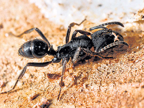 Models of early ant evolution predict that the first ants were solitary specialist predators, but discoveries of Cretaceous fossils suggest group recruitment and socially advanced behaviour among stem-group ants. File photo. For representation purpose