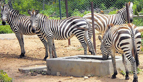 Four zebras were brought from the Zoological Centre,  Israel in November 2015, are now in quarantine.