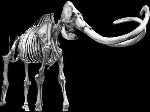 Several types of large animals roamed the plains of the Americas during the Pleistocene, but most of them went extinct for still unknown reasons. Image for representation.