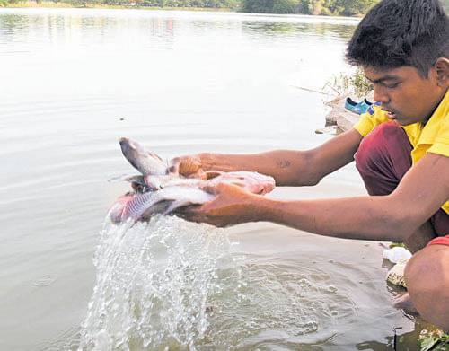 Dead fish were found floating at the Hebbal lake on Monday morning. dh photo