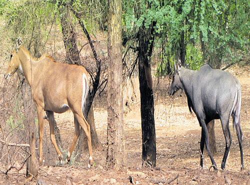 NUISANCE? Nilgais are declared as vermins in some districts of Uttarakhand