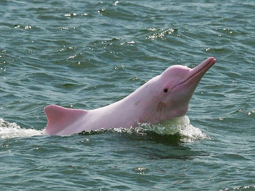 Chinese white dolphins, which are a first-class protected animal, are found along a few coastal areas in the country. Image courtesy Twitter.
