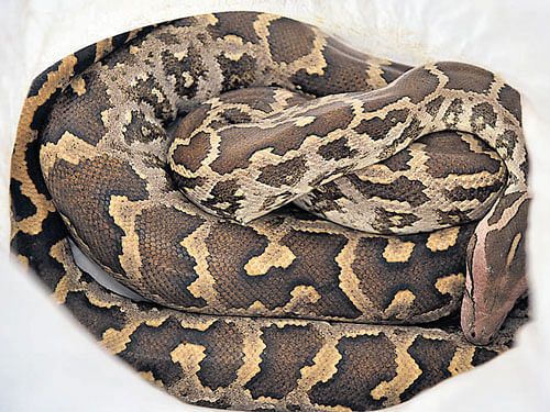 The 9-foot-long python, weighing about 12 kg, which was found in Sathya Sai Baba Ashram at Kadugodi in the city on Wednesday. DH Photo