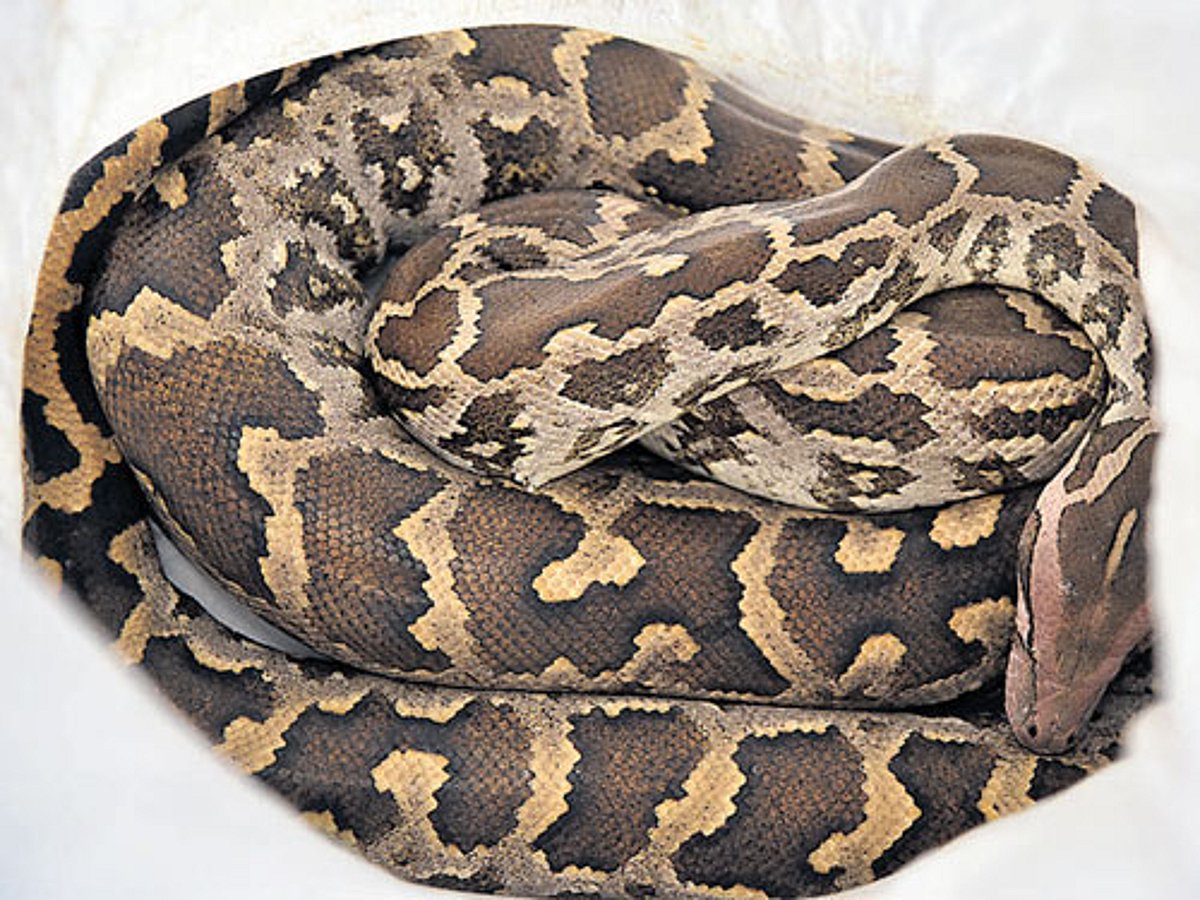 9ft Python 9-foot python slithers its way into Sai Baba ashram