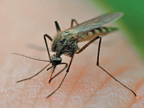Just before monsoon arrives, sporadic dengue cases in city