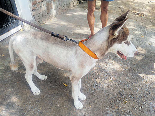 Aftab Khan found Zorro tied to an electricity pole next to  his house on Thursday.