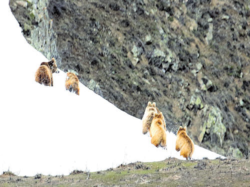 Brown bears spotted in Drass sector of Jammu and Kashmir.