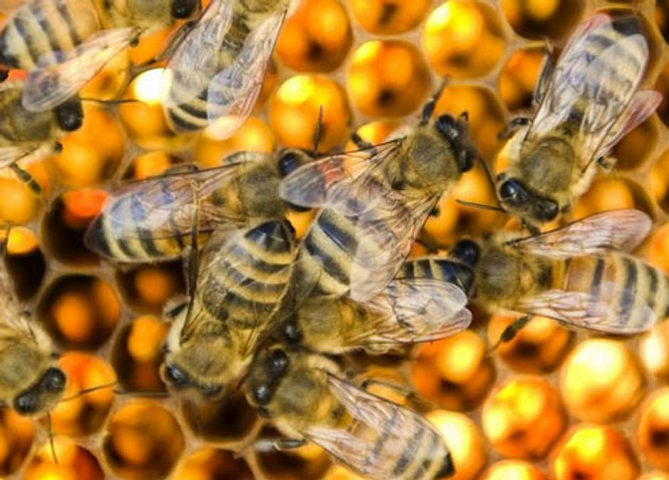 How Do Bees Reproduce?