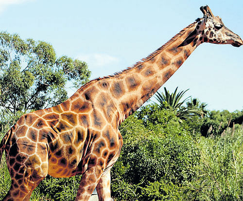 higher An undated photo of 'Misha', the Rothschild Giraffe, at the Perth Zoo in Australia. Daniel Scarparolo/Perth Zoo
