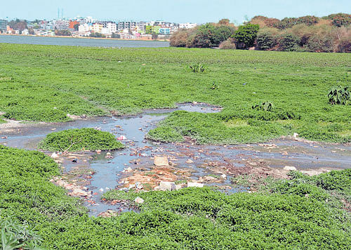 The Madiwala lake will be developed as a biodiversity park in five years. dh file photo