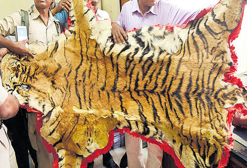 A tiger skin recovered from Mahat Talukdar (inset) in  Guwahati on Tuesday. Ujjal Deb
