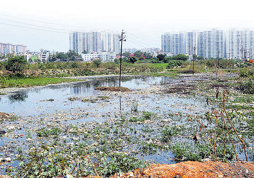 A view of Puttenahalli lake