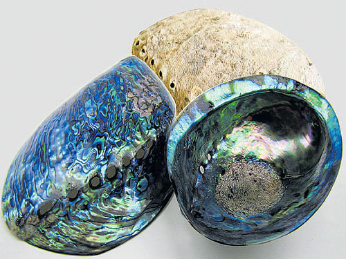 nature's marvel Paua shells, considered the most beautiful shells in the world.