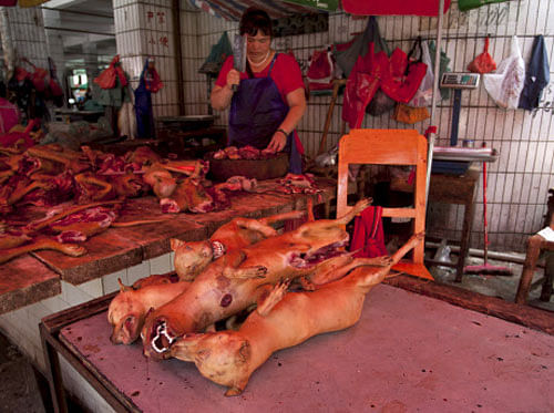 Dog meat shop best sale