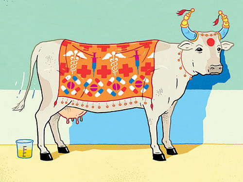 strange fixation: Patenting cow urine is a natural extension of the Hindu right's obsession with the cow. It makes ideological sense for the BJP, that rides on a wounded Hindu psyche, to claim that Indian science was well ahead of Western science. But this is bad history. nyt