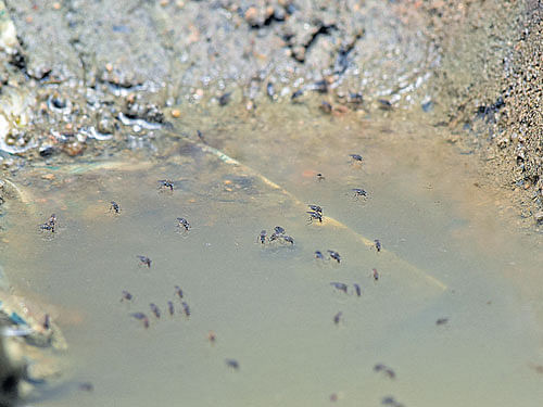 Mosquitoes breed in a pool of stagnant water behind the referral hospital on H Siddaiah Road. DH PHOTO