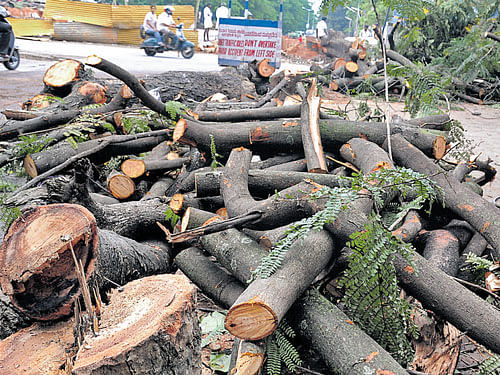 There are only 1.5 million trees to support Bengaluru's population of 9.5 million, indicating one tree for every seven persons in the city, according to the study. DH FILE PHOTO