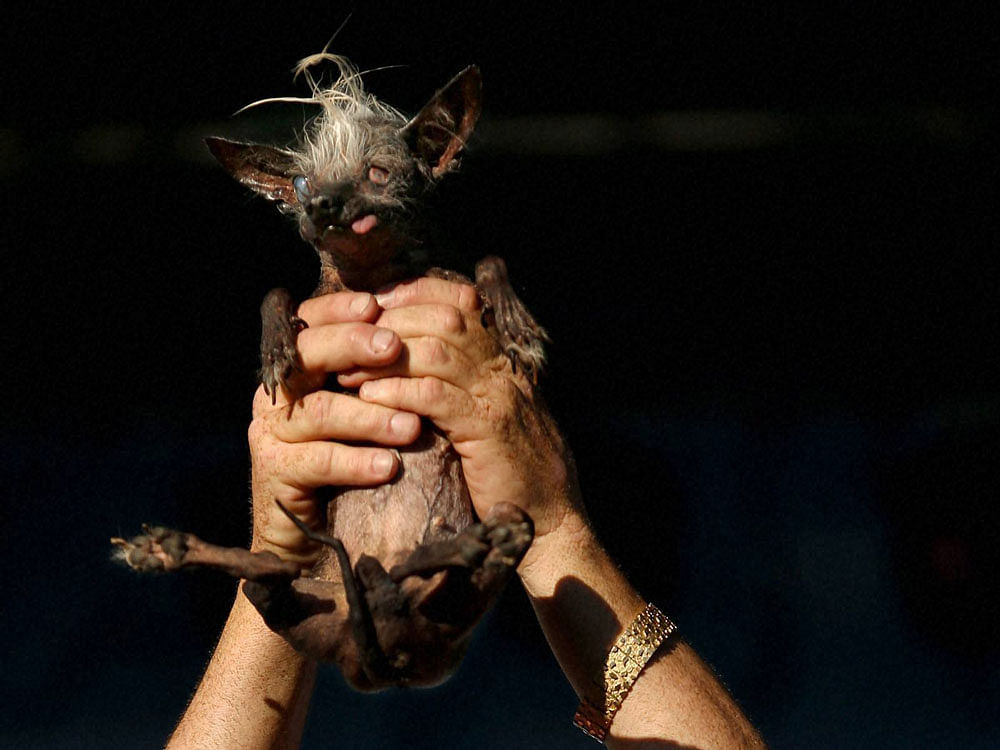 SweePee Rambo took home the title of top dog at Petaluma's World's Ugliest Dog contest in his third attempt. AP/PTI photo