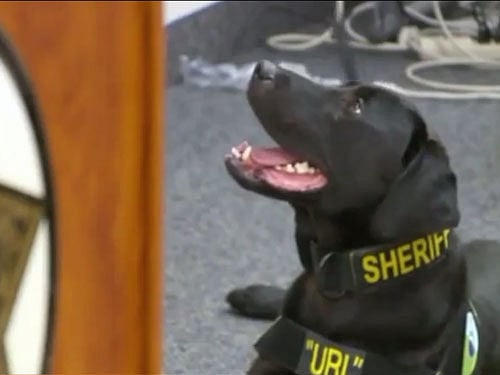 Electronicssniffing dog can sniff out paedophiles