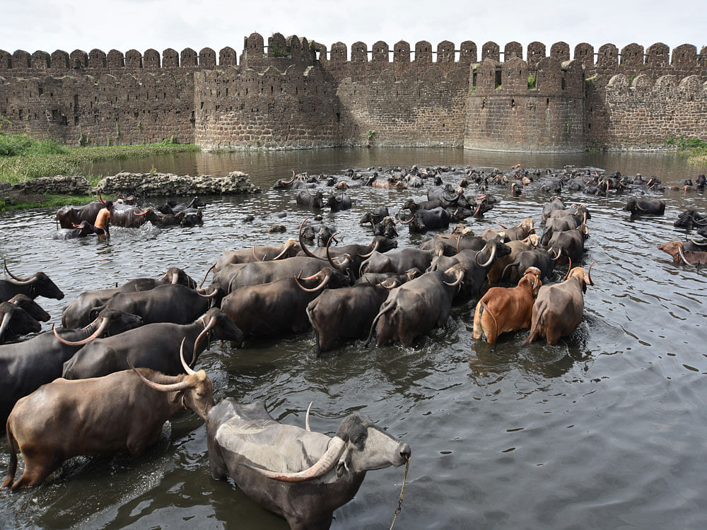 The report 'From Where the Buffalo Roam: India's Beef Exports', said that Indian exports of buffalo meat do not comply with health standards, including foot and mouth disease-free status, required by most high-income markets served by the US. DH file photo