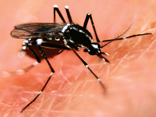 The gene, dubbed Yob, is the master regulator of the sex determination process in the African malaria mosquito, Anopheles gambiae, and determines the male sex. DH file Photo